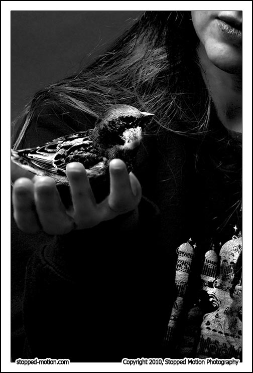 Copyright 2010, Stopped Motion Photography